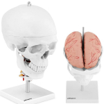 3D anatominis žmogaus kaukolės modelis su smegenimis Physa