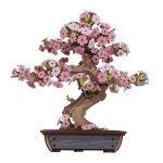 3D medinis konstruktorius Sakura Bonsai