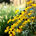 2800 sėklų, lauko gėlės juodaakės rūdbeckijos (rudbeckia hirta) geltonos daugiametės gėlės sėklos tvorų apvadams, ribų gėlių augalų sėklos lauko namų sodui, pritraukiančios apdulkintojus