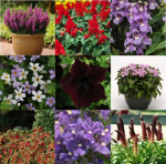 Gėlių sėklų rinkinys Early Spring