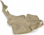 Collecta Paprastoji Žirafa - Kolekcinė Figūrėlė (1:20)