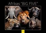 Edition Seidel Premium Africa Big Five 2025 metų kalendorius, formatas Din A3, sieninis kalendorius, gyvūnų kalendorius, afrika, laukiniai gyvūnai, plė&scaron;rūnas, buivolas, dramblys, liūtas, didelė katė, tigras, gepardas, Melanie Viola