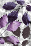 Asir kilimas Hmnt572 80x200 cm