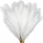 Dekoratyvinė žolė Pampas