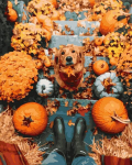 Tapyba pagal skaičius Retriever and pumpkins, 40x50 cm