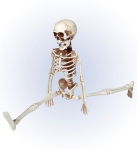 posable "SKELETON" 40 cm