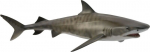Figūrėlė CollectA tigrinis ryklys, 88661