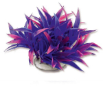 Folijos augalas 10cm 1f25 Happet