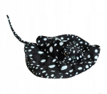 Juodas Manta Ray 55cm Mink&scaron;tas Pliu&scaron;inis Žaislas