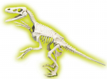 Dinozauro fosilija Velociraptor Clementoni