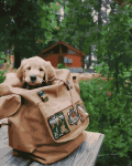 Tapyba pagal skaičius Puppy in a backpack, 40x50 cm