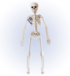 posable "SKELETON" 40 cm