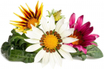 Gazanija Smart Garden Click & Grow Refill, 3 vnt