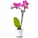 Keraminis korpusas orchidėjoms 17 cm baltos spalvos