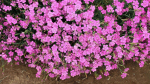 350 sėklų gvazdiko 'cheddar Pink' sėklos &ndash; žemai augantis dirvožemio danga &ndash; daugiametės dianthus gėlės, kompakti&scaron;ki žiedai, sėklų mi&scaron;inys sodams ir kra&scaron;tovaizdžiui sodinti