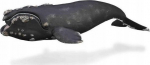 Collecta