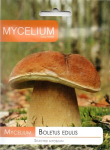 Tikrinis baravykas Boletus edulis