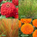 Gėlių sėklų rinkinys Late Spring