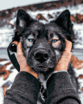 Tapyba pagal skaičius Siberian Husky, 40x50 cm