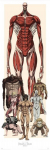 Plakatas "attack on Titan" 53x158 cm