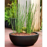 Riviera - Flower pot cut - Granite D40 - Black