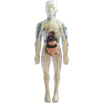 Anatominis žmogaus kūno modelis, 3D permatomas torsas., Visi&scaron;kai skaidrus