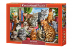 Castorland dėlionė House of Cats, 2000 detalių