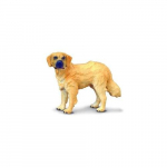 Auksaspalvis retriveris - Collecta