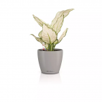 Vazonas su savaiminio drėkinimo sistema LECHUZA Classico Color 12, 16692, smėlinė