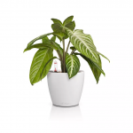 Vazonas su savaiminio drėkinimo sistema LECHUZA Classico Color 14, 16696, baltas