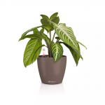 Vazonas su savaiminio drėkinimo sistema LECHUZA Classico Color 14, 16698, muskato