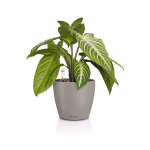 Vazonas su savaiminio drėkinimo sistema LECHUZA Classico Color 14, 16697, smėlinė