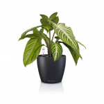 Vazonas su savaiminio drėkinimo sistema LECHUZA Classico Color 14, 16695, tamsiai pilka