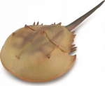 Žaislinė figūrėlė Collecta Horseshoe Crab 88905, 15 cm, ruda sp.