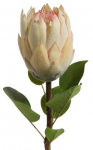 Dirbtinė gėlė 358, kreminė sp., 66 cm