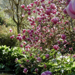 Krūmas magnolija LENNEI, 60 - 80 cm, &oslash;23 cm