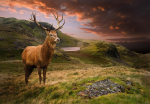 Fototapetas Artgeist Deer On Hill, 70 cm x 100 cm