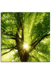 Artland Paveikslas &raquo;Sonne strahlt explosiv durch den Baum&laquo; B&auml;ume 1 Stk. dalys kaip Paveikslas ant drobės Plakatas in verschied. dydžiai