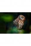 Papermoon Fototapetas &raquo;Brown Wood Owl&laquo;