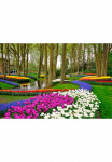 Papermoon Fototapetas &raquo;Tulips in Keukenhof Park&laquo; glatt