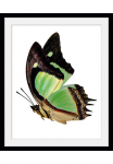 queence Paveikslas &raquo;Charly&laquo; Insekten | Kunst | Schmetterlinge | historische Ereignisse 1 Stk. dalys HD Premium Poster-Druck ir Holzrahmen