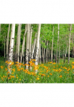 Papermoon Fototapetas &raquo;Aspen Grove and Orange Wildflowers&laquo; glatt