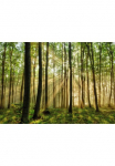 Papermoon Fototapetas &raquo;Forest&laquo; glatt