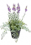 Botanic-Haus Dirbtinis Zimmerpflanze &raquo;Lavendel - Kr&auml;utertopf&laquo;