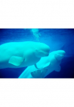 Papermoon Fototapetas &raquo;Beluga Whales&laquo; glatt