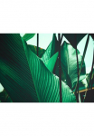 living walls Fototapetas &raquo;Designwalls Leaf Stalks 1&laquo; glatt Vlies Wand Schr&auml;ge Užklotas