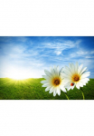Papermoon Fototapetas &raquo;Spring Daisies&laquo; glatt