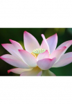 Papermoon Fototapetas &raquo;Lotus Flower&laquo; glatt