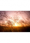 Papermoon Fototapetas vasarinė Dry Grass&laquo; glatt