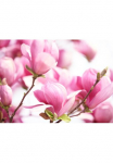 Papermoon Fototapetas &raquo;Pink Magnolia&laquo; glatt